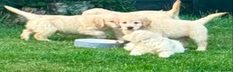 Golden Retriever dogs for sale: GOLDEN RETREIVER PUPPIES - Advert 12