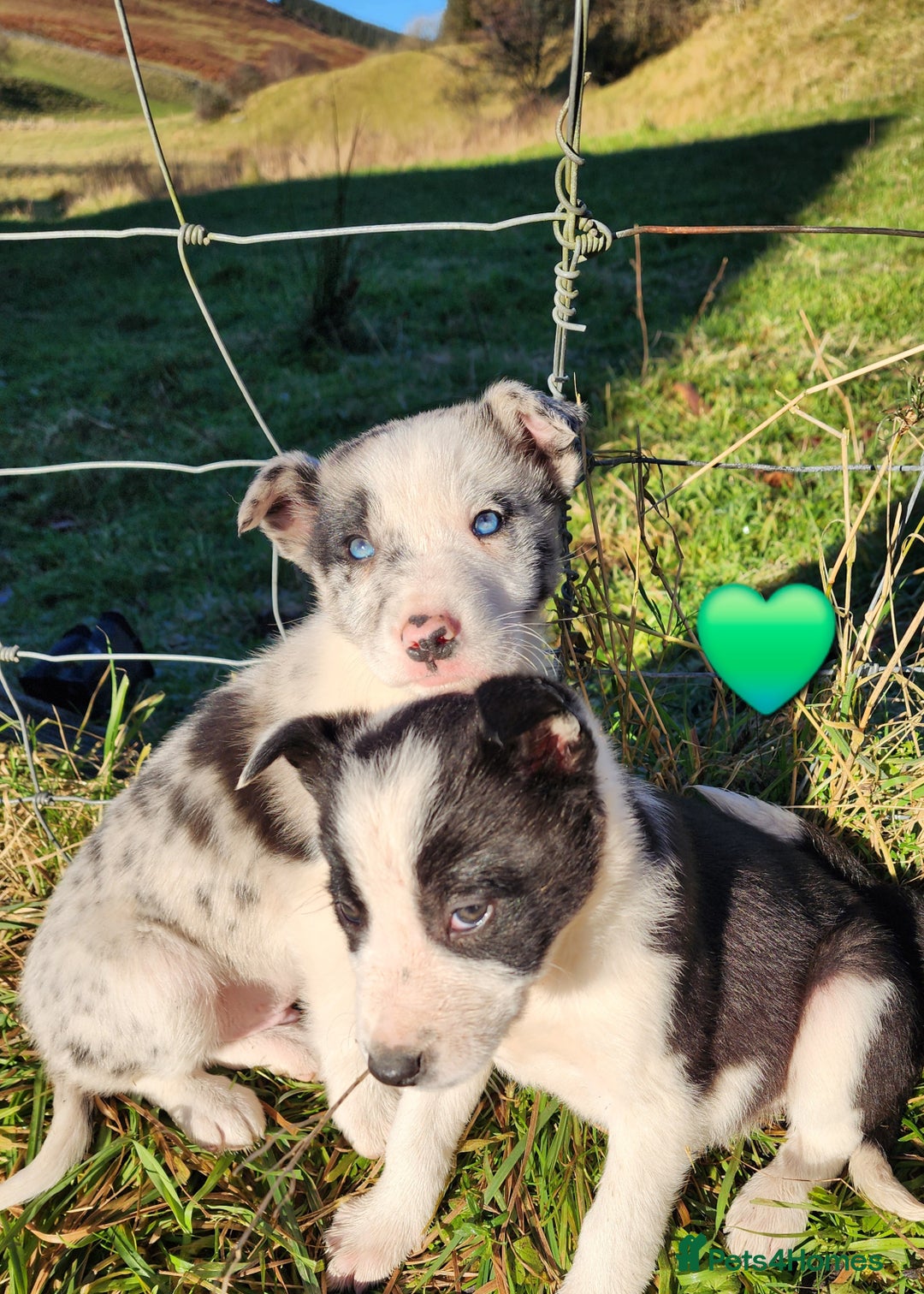 Border Collie dogs for sale: Border Collie Puppies  - Advert 9