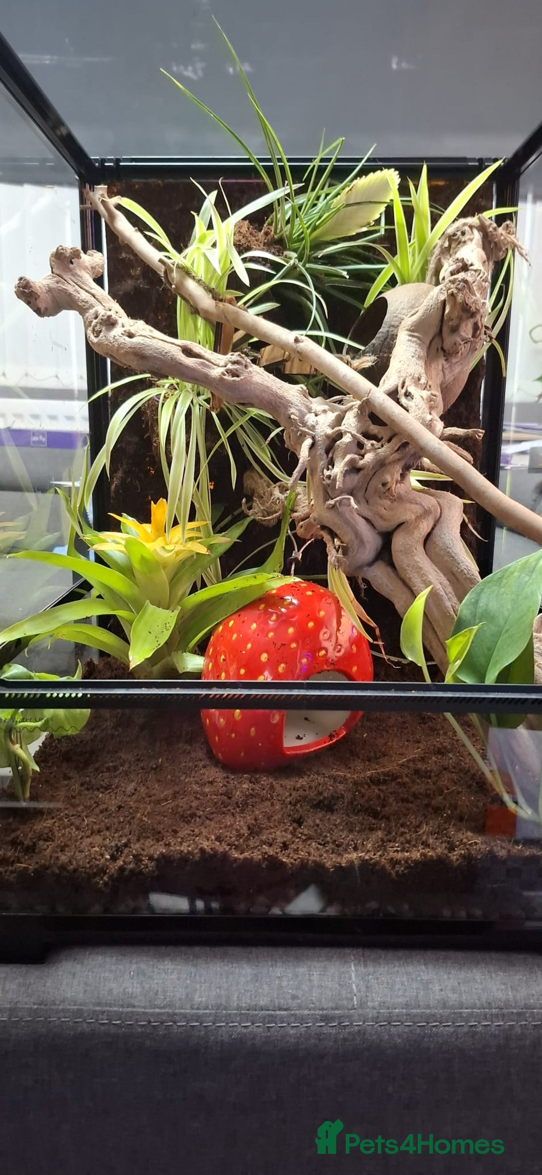 Gecko reptiles for sale: Baby crested geckos - Advert 11