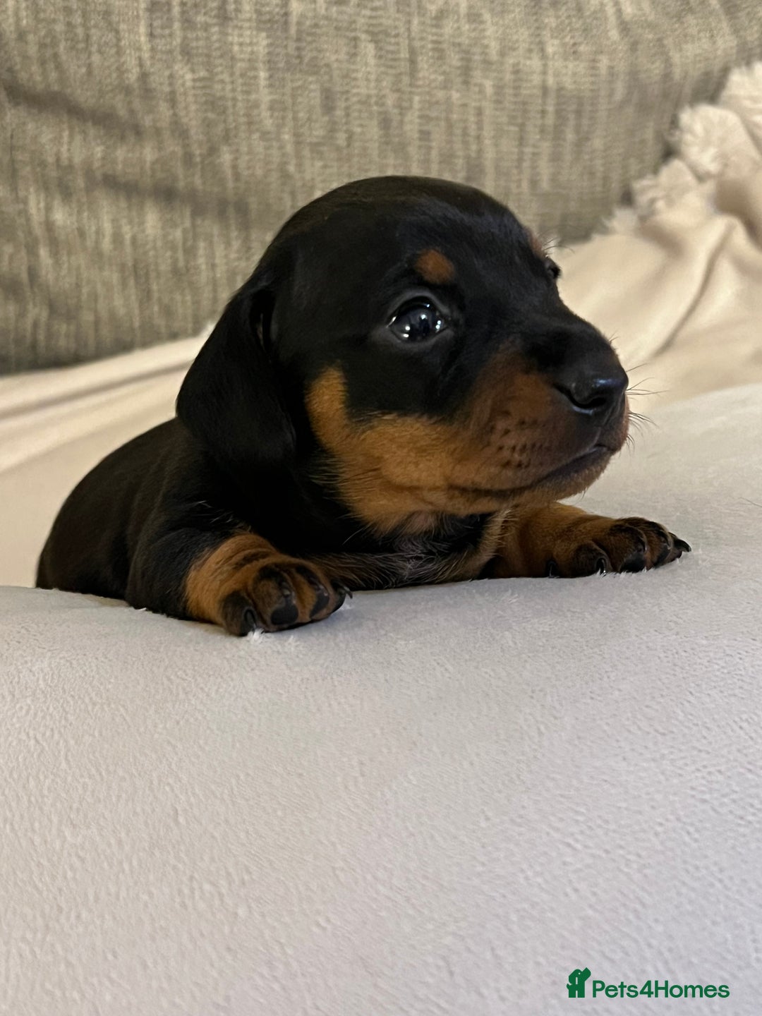 Miniature Dachshund dogs for sale: Just 1 left! KC registered miniature dachshund  - Image 13