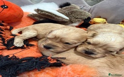 Cavapoo dogs for sale: Cavapoo F1 puppies some stunning colours - Image 11