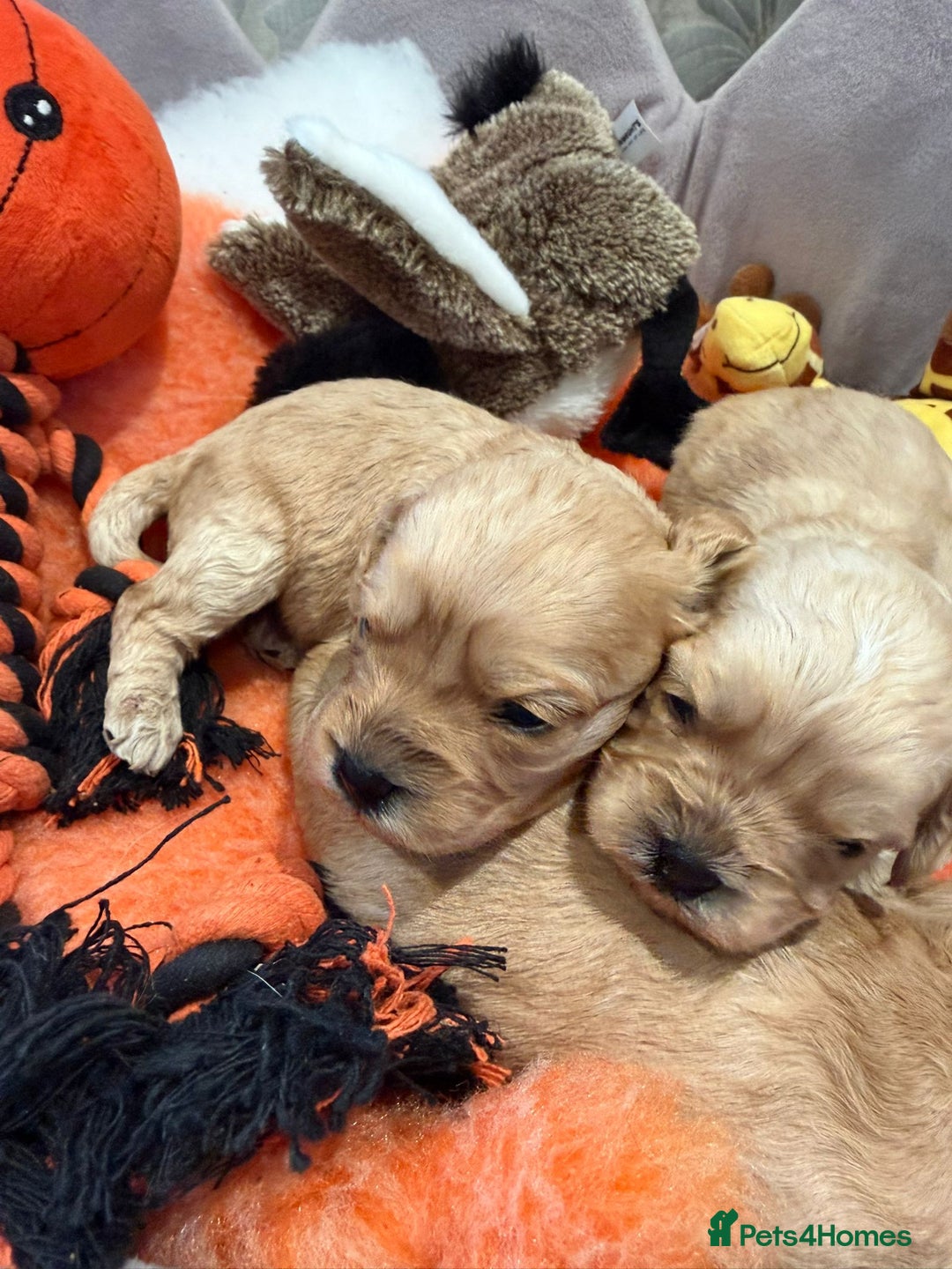 Cavapoo dogs for sale: Cavapoo F1 puppies some stunning colours - Image 11