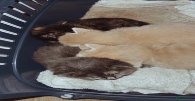 Domestic Shorthair cats - Advert 4