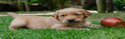 Golden Retriever dogs for sale: READY GOLDEN RETREVER KC PUPPIES - Advert 32