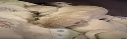 Golden Retriever dogs for sale: Pure Breed Golden Retriever - Advert 5