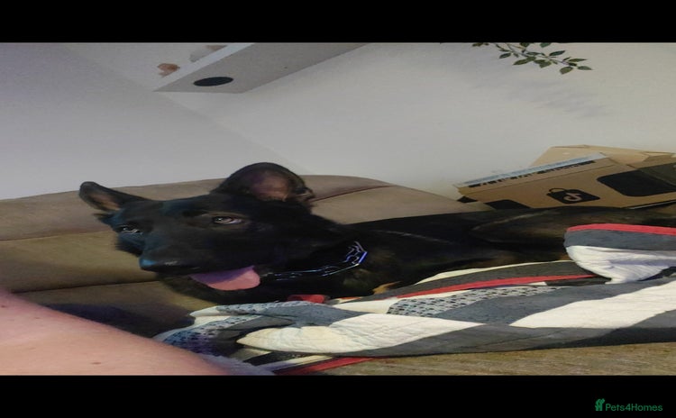 Belgian Shepherd Dog dogs - Advert 2