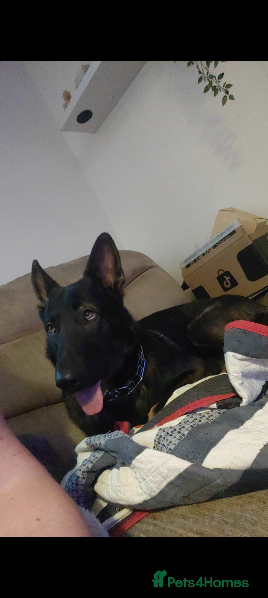 Belgian Shepherd Dog dogs for sale: Lovely energetic 21 month old - Image 1