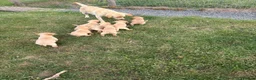 Labrador Retriever dogs for sale: Ashley quested - Advert 4