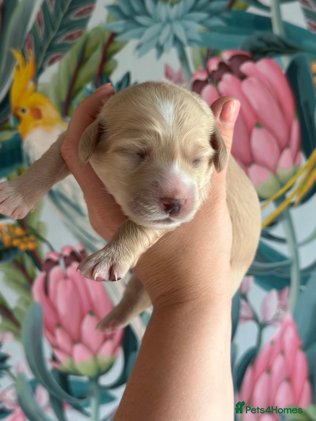 Cockapoo dogs for sale: Cockapoo puppies - Image 8