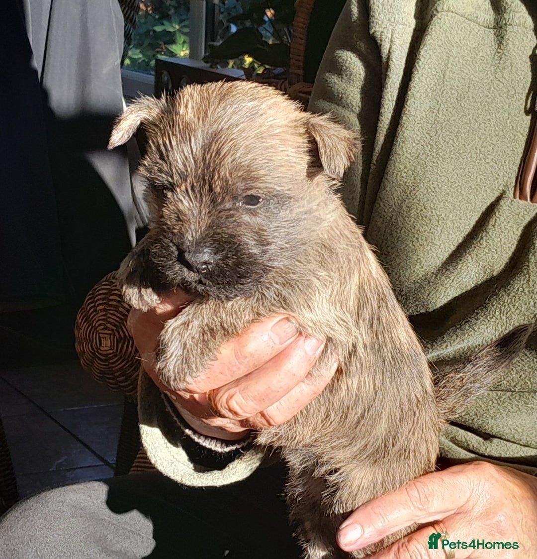 Cairn Terrier dogs for sale: Peggy has 5 handsome Boys and 2 beautiful girls - Advert 7