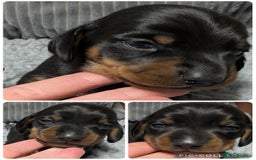 Miniature Dachshund dogs for sale: Quality KC/PRA clear Miniature Dachshund Puppies  - Image 18