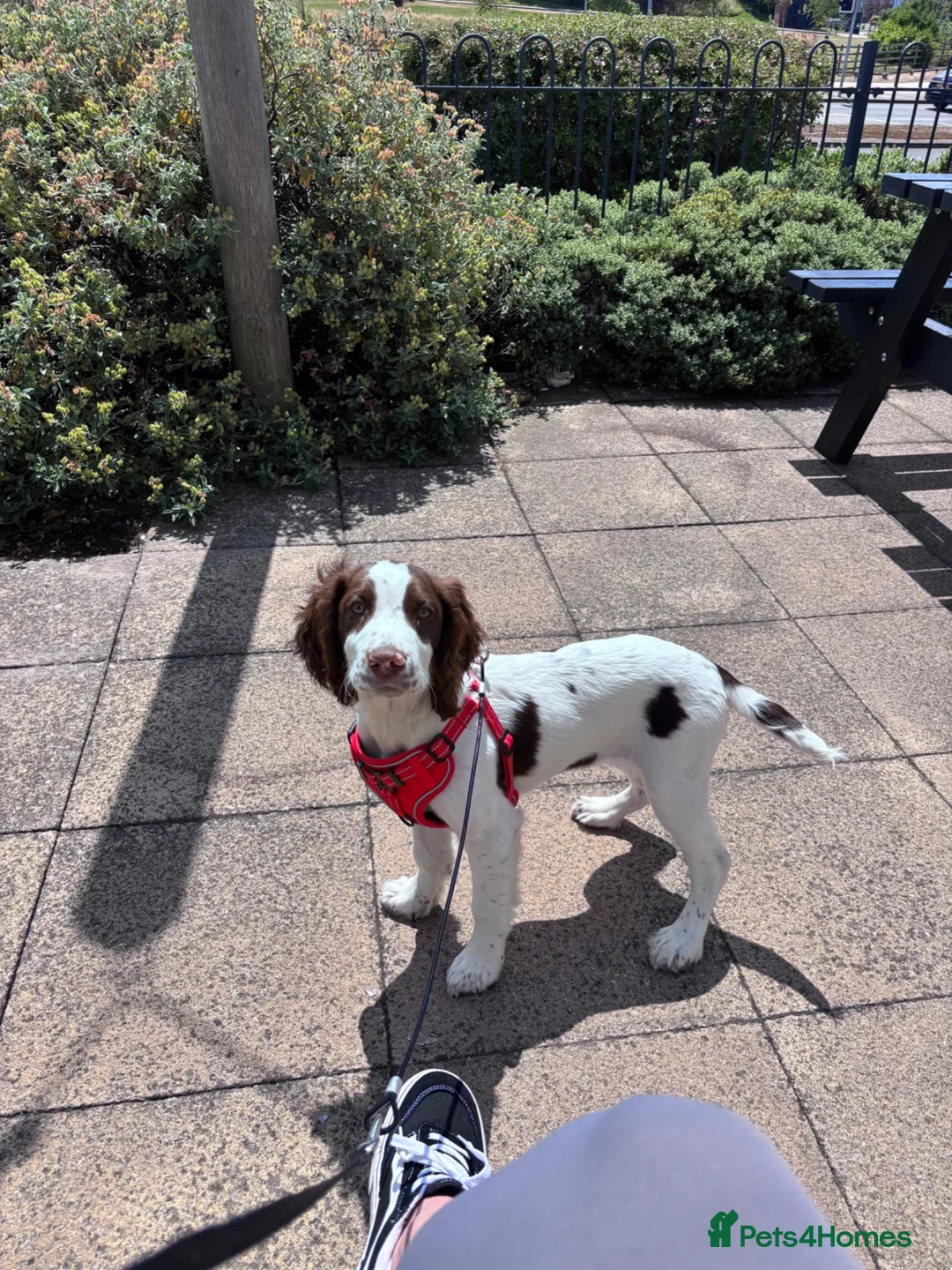 English Springer Spaniel dogs for sale: 17 weeks old female kc registered springer spaniel - Advert 1