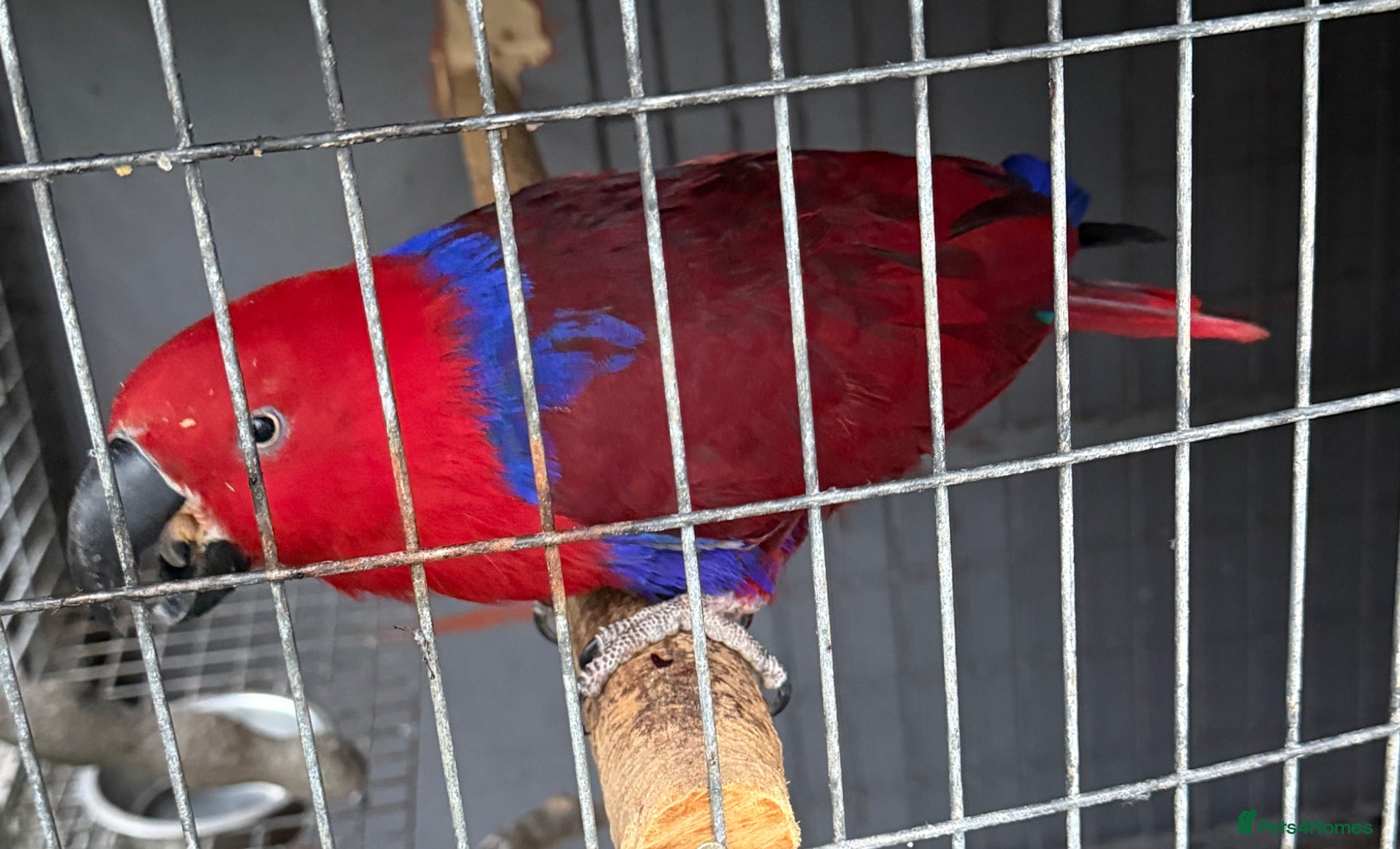 Parrots birds Beautiful female Eclectus parrot for sale - Advert 2