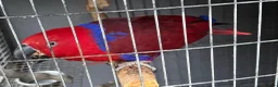 Parrots birds for sale: Beautiful female Eclectus parrot for sale - Advert 2