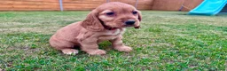 Cocker Spaniel dogs for sale: KC Registered Show Cockerspaniel Babies 🐾🐾🐾 - Advert 13