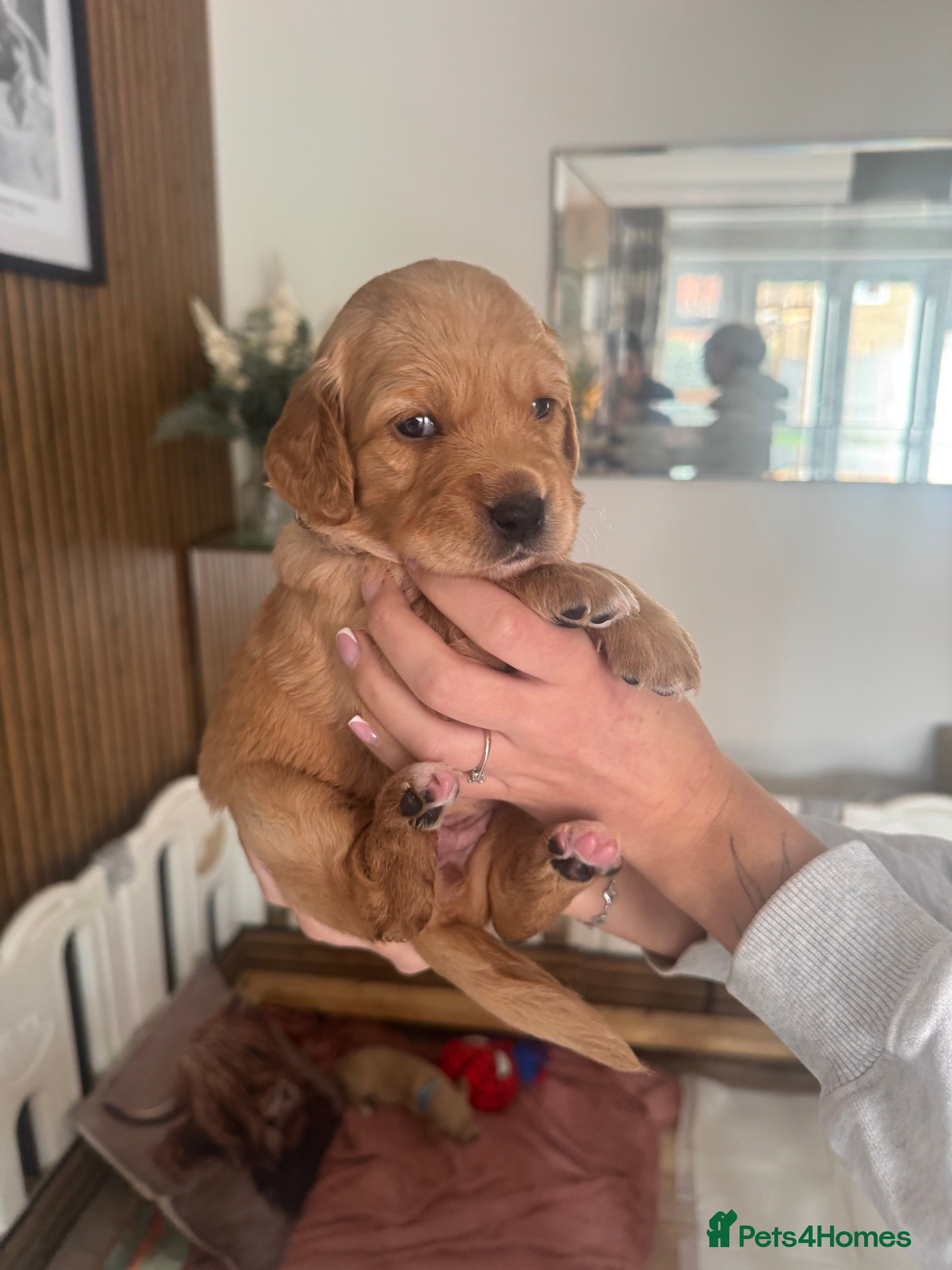 Double Doodle dogs 🐾 stunning Double Doodle puppies🐾 - Advert 3