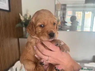 Double Doodle dogs 🐾 stunning Double Doodle puppies🐾 - Advert 3