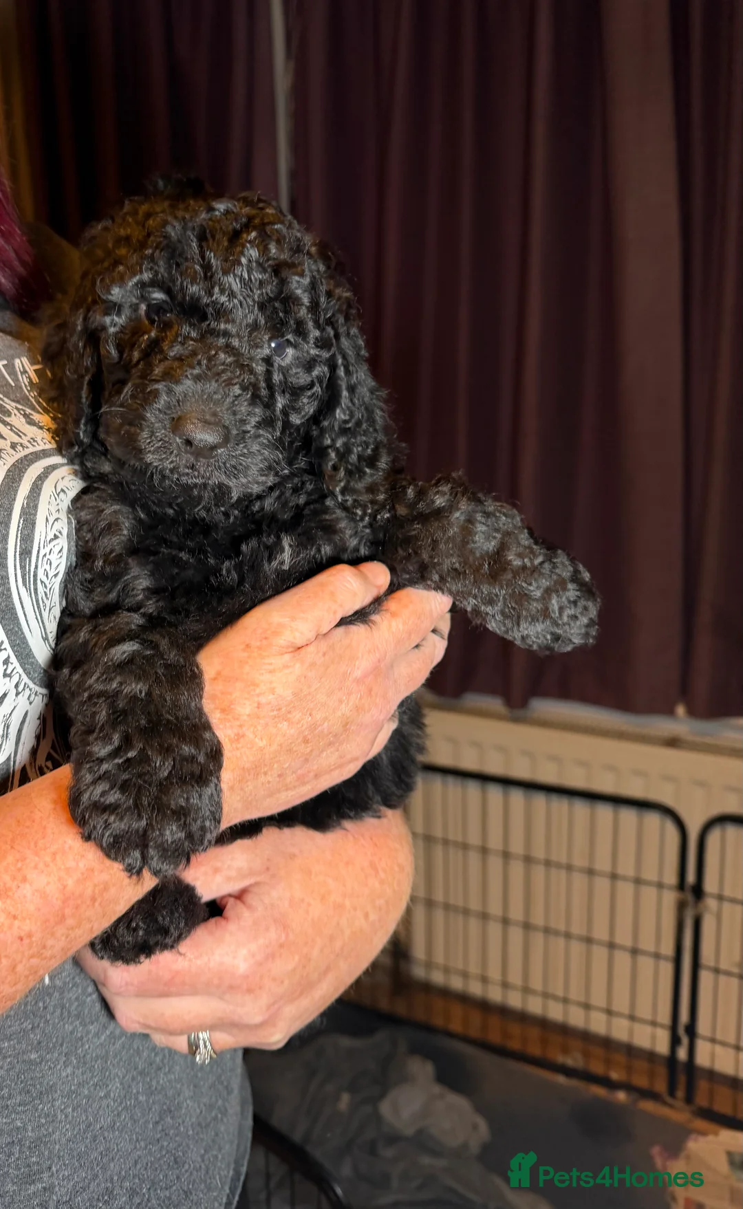 Goldendoodle dogs for sale: Female Goldendoodle Ready Now - Advert 12