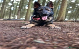 German Shepherd dogs for stud: Gorgeous German Shepherd For Stud in Kidderminster - Image 19