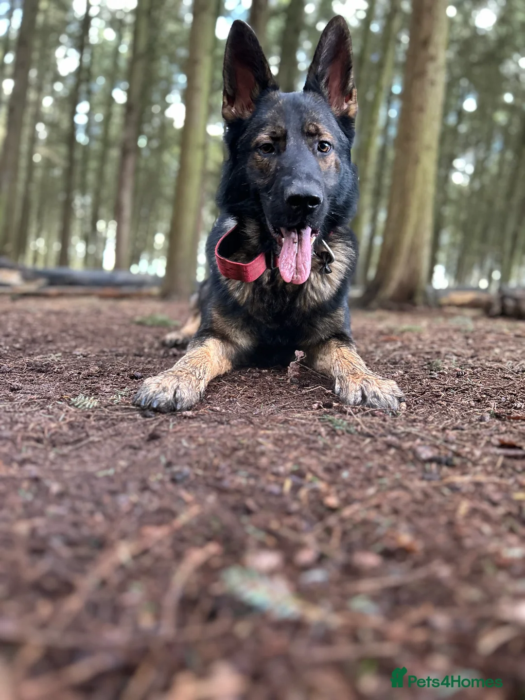 German Shepherd dogs for stud: Gorgeous German Shepherd For Stud in Kidderminster - Advert 19