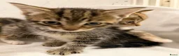 Mixed Breed cats for sale: Bengal Mix Kittens - Advert 28