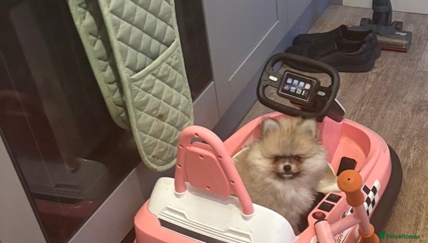 Pomeranian dogs Tiny 20 week old Pomeranian puppy - Advert 6