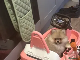 Pomeranian dogs Tiny 20 week old Pomeranian puppy - Advert 6