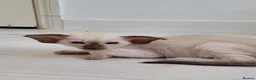 Oriental cats for sale: Modern type Oriental/siamese kittens  - Advert 4