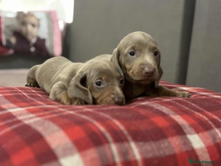 Miniature Dachshund dogs 6 Beautifull mini dachshunds - Advert 2