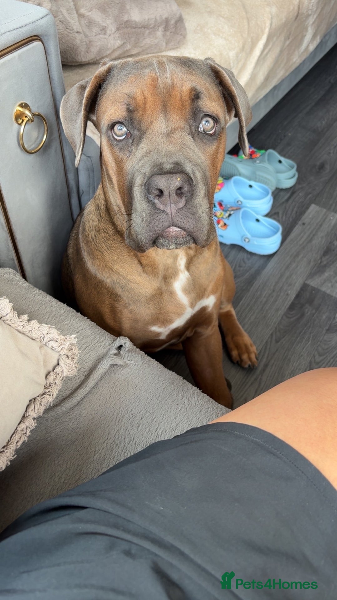 Cane Corso dogs for sale: Female cane corso  - Image 1