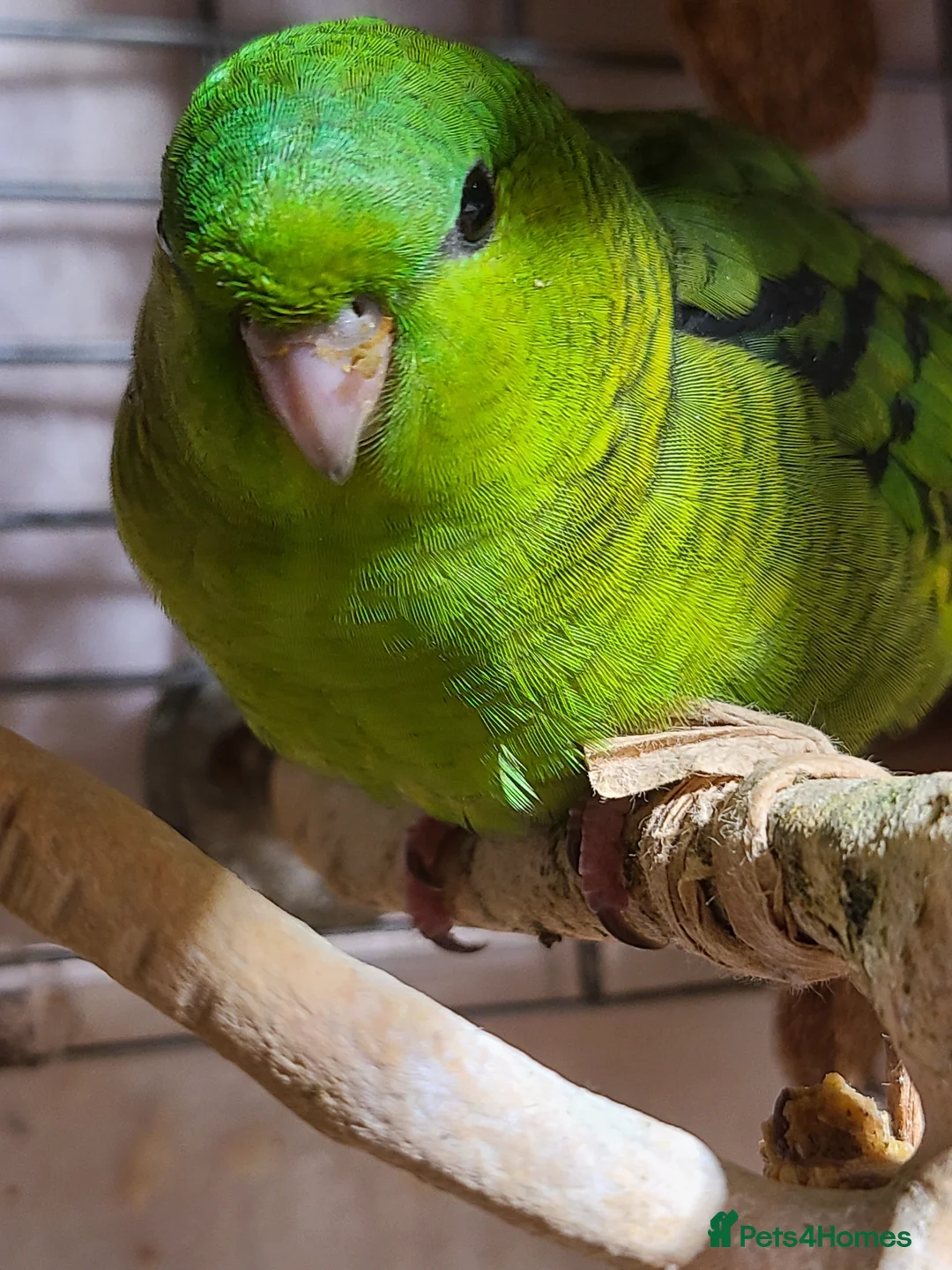 Parakeets birds for sale: Lineolated Parakeets - Advert 7