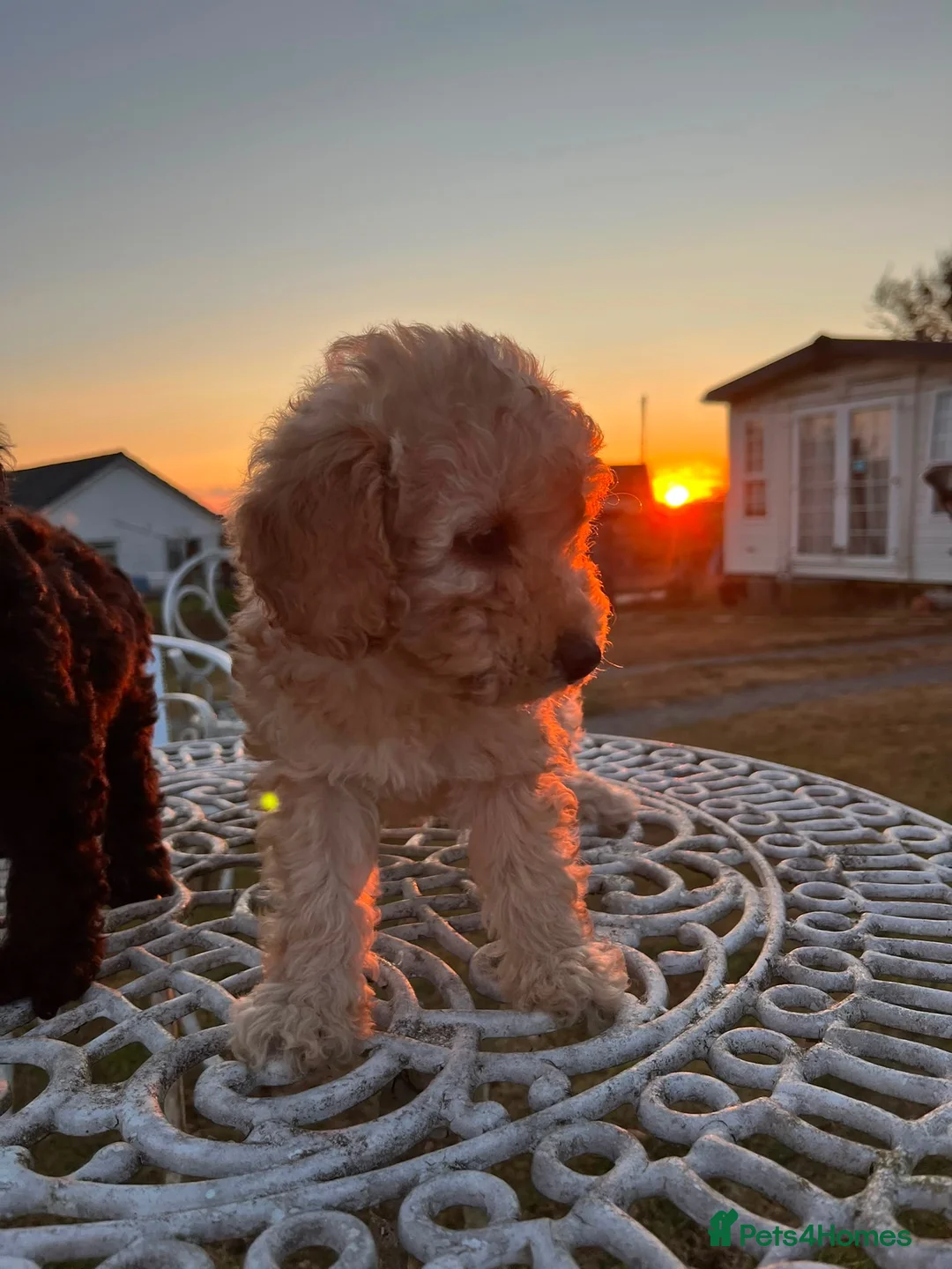 Mixed Breed dogs for sale: Poodle puppies - Advert 14