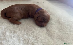 Cavapoo dogs for sale: Cute cavas for best homes only!  - Image 10