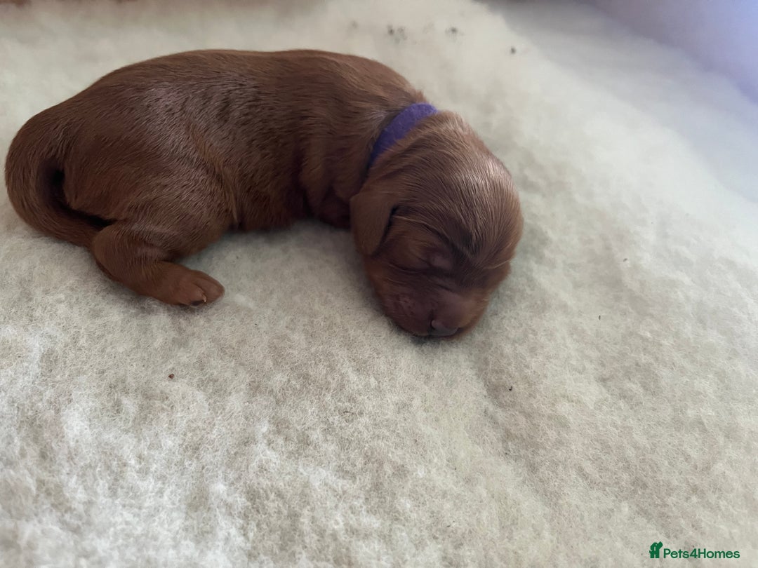Cavapoo dogs for sale: Cute cavas for best homes only!  - Image 10