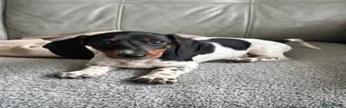 Dachshund Puppy 2
