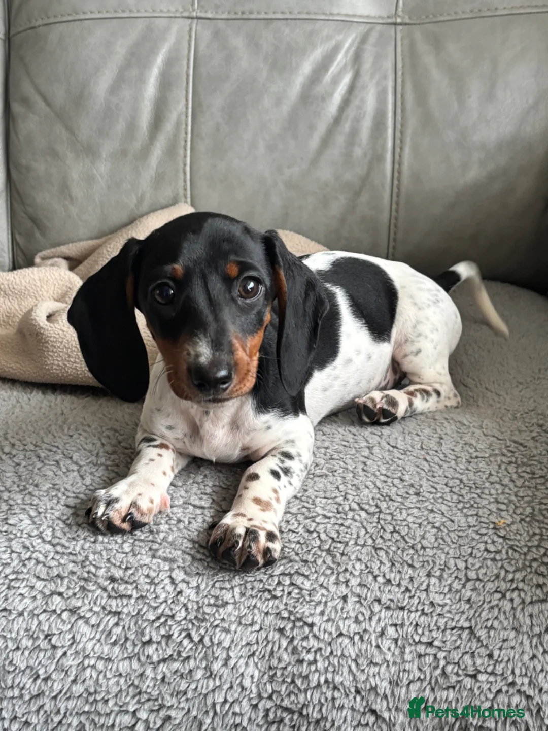 Dachshund dogs for sale: MINIATURE DACHSHUND GIRLS REDUCED READY TO GO - Advert 1