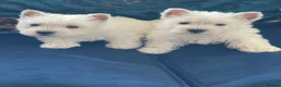 West Highland Terrier dogs for sale: Royal kennel club registered west highland white  - Advert 19