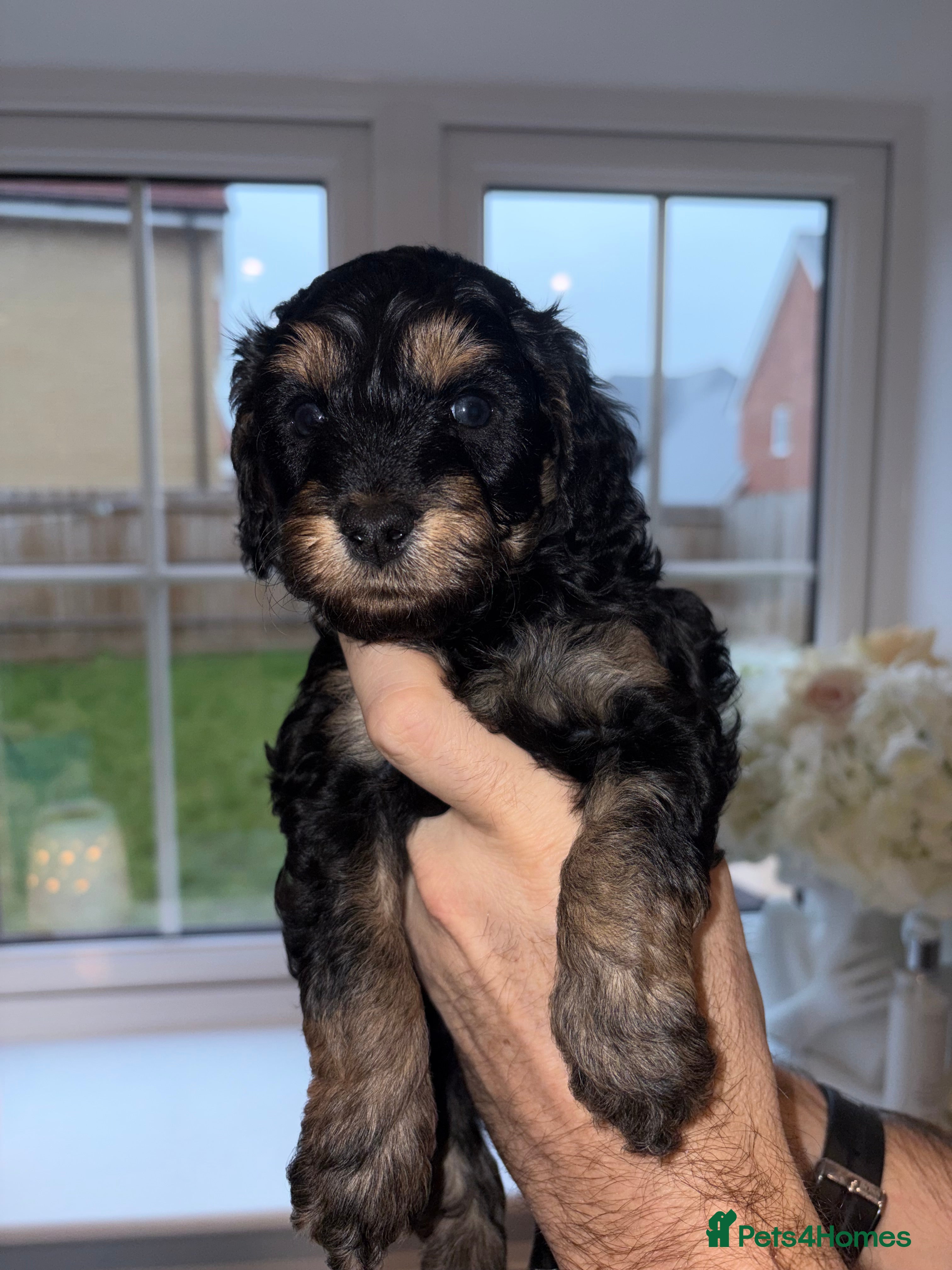 Cavapoo dogs F1 B Cavapoo’s - Advert 12