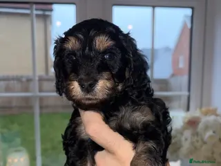 Cavapoo dogs F1 B Cavapoo’s - Advert 12