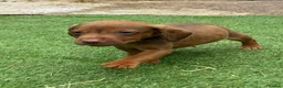 Mixed Breed dogs for sale: Patterdale cross spaniel - Advert 11