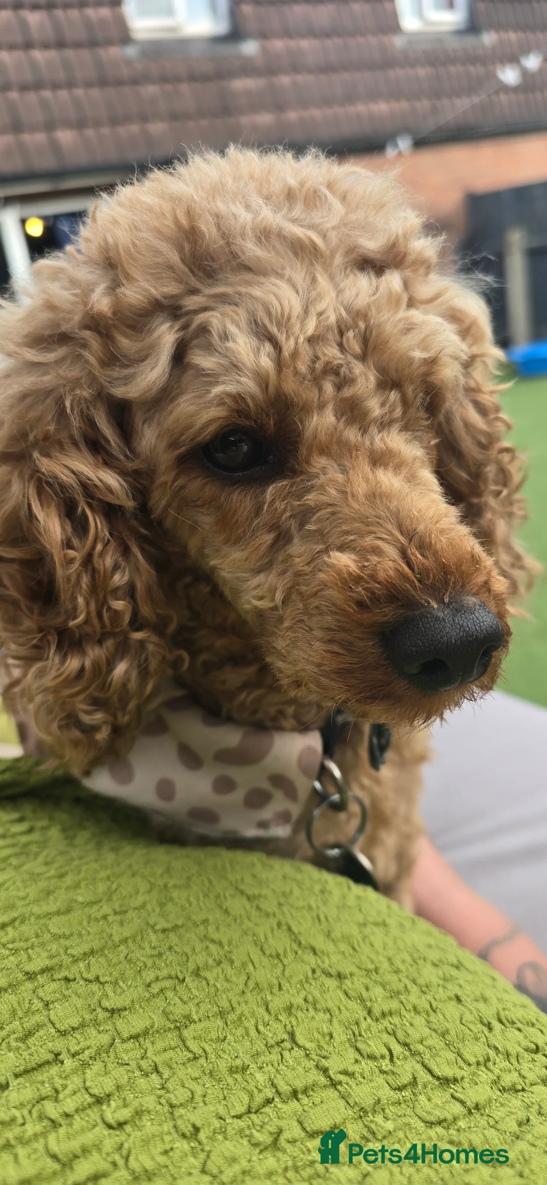 Toy Poodle dogs for stud: toy poodle short notice DNA clear PRA in Nottingham - Advert 6