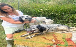 English Setter dogs for adoption: Cookie - Image 9