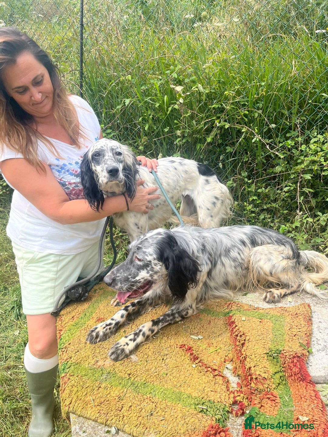 English Setter dogs for adoption: Cookie - Image 9