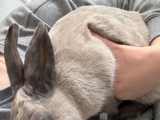 Rex rabbits Female rabbit - Advert 1