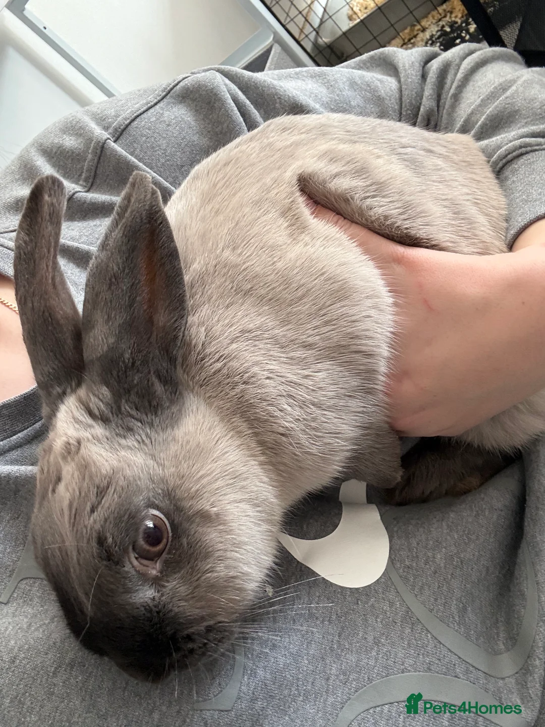 Rex rabbits for sale: Female rabbit - Advert 1