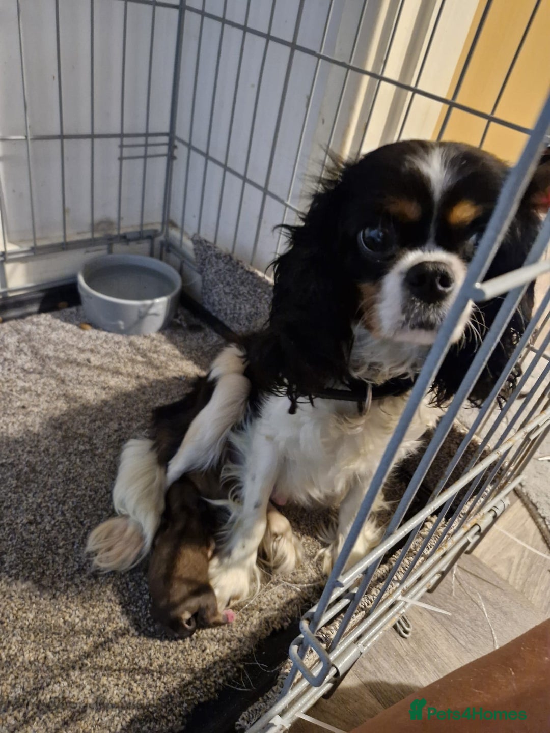 Mixed Breed dogs for sale: Cavapom - Advert 6