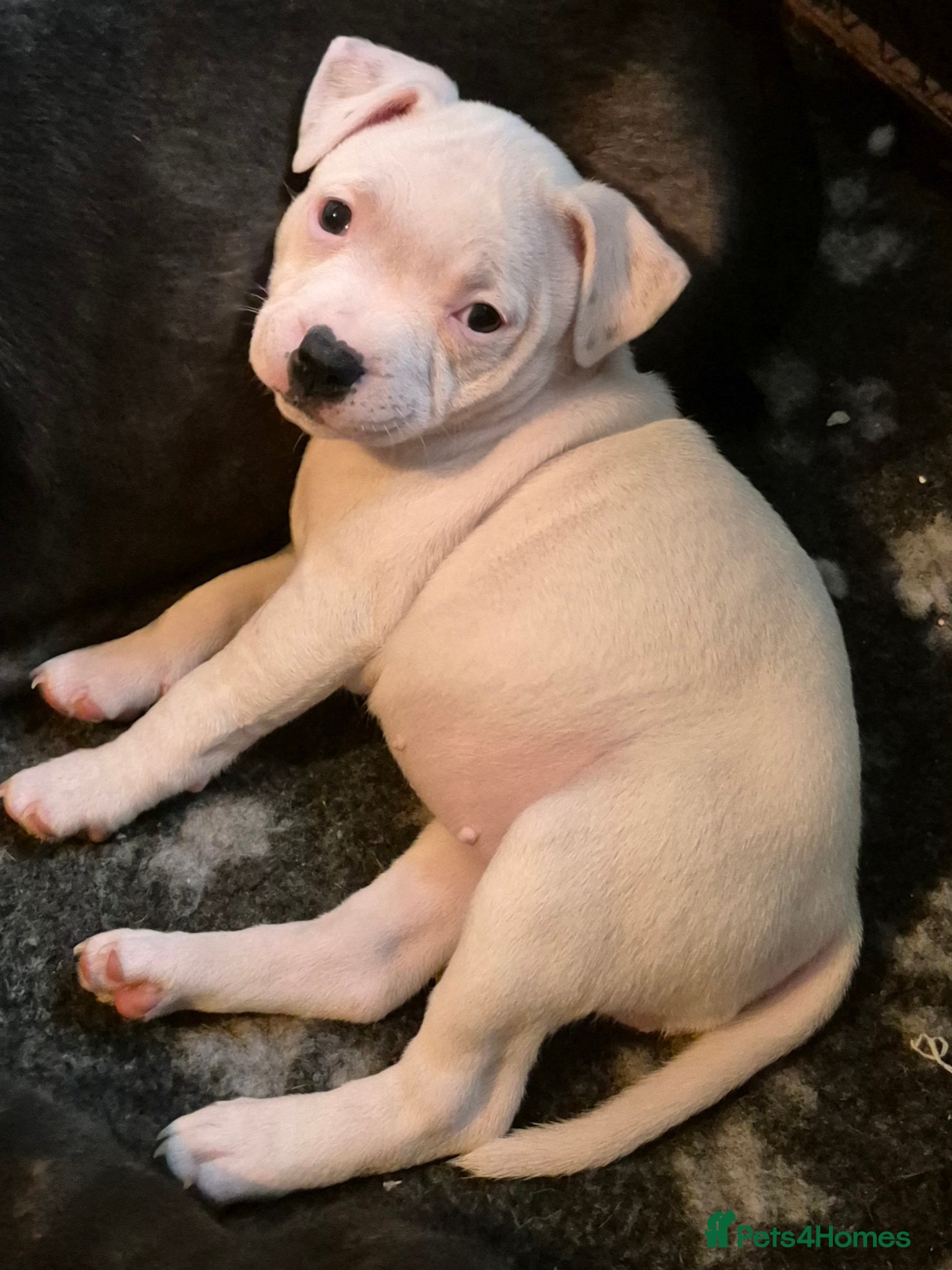 Staffordshire Bull Terrier dogs Ready to go KC REG ,L2HGA clear, 1 girl,1boy left - Advert 3