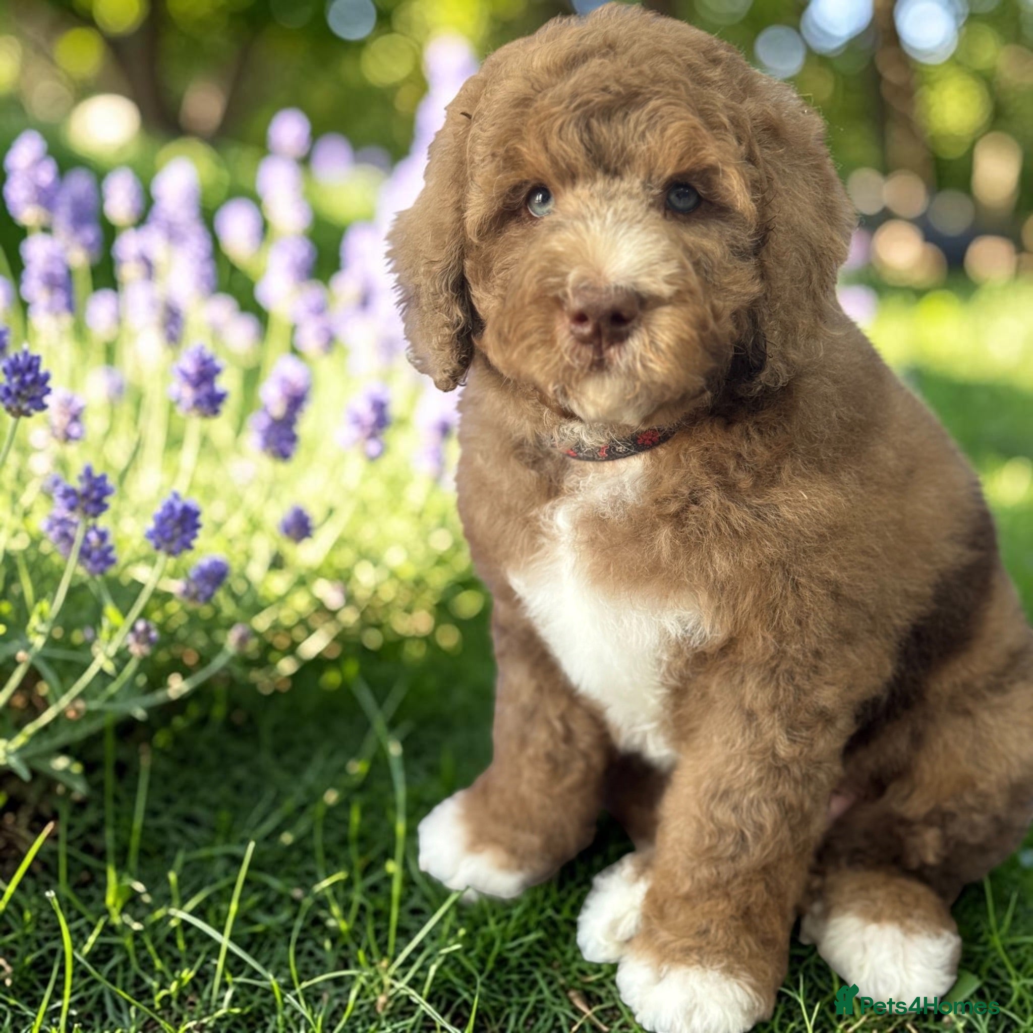 Bernedoodle dogs Mini Bernedoodles ready to go now - Advert 2