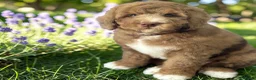 Bernedoodle dogs for sale: Mini Bernedoodles ready to go now - Advert 8