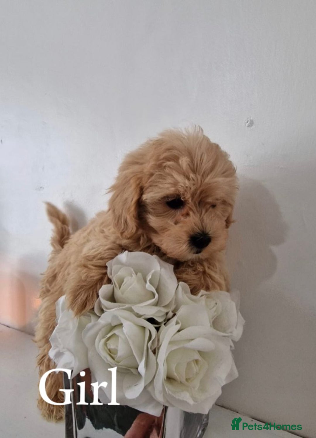 Maltipoo dogs for sale: Adorable Maltipoo Pups - Image 14